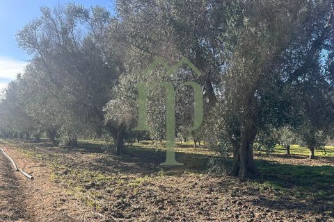 Ruinere i Brindisi, Brindisi, Brindisi - € 68.000 | Ref: Casolare Bern - foto 21